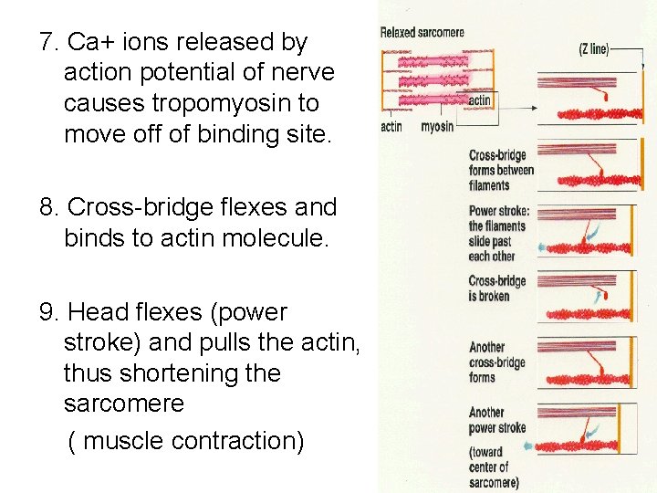 7. Ca+ ions released by action potential of nerve causes tropomyosin to move off