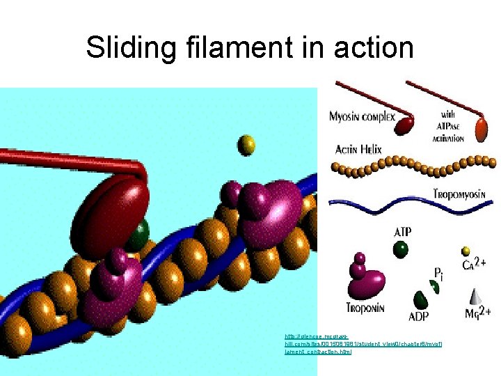Sliding filament in action http: //glencoe. mcgrawhill. com/sites/0015081981/student_view 0/chapter 8/myofi lament_contraction. html 