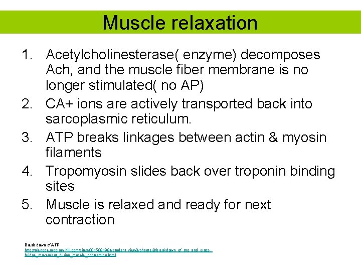 Muscle relaxation 1. Acetylcholinesterase( enzyme) decomposes Ach, and the muscle fiber membrane is no