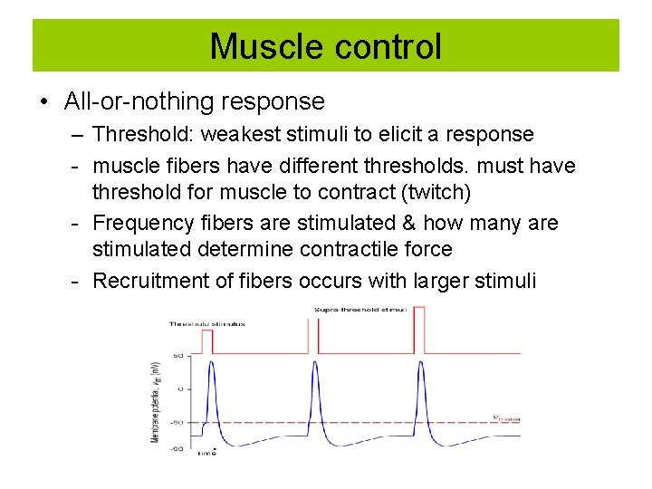 Muscle control • All-or-nothing response – Threshold: weakest stimuli to elicit a response -