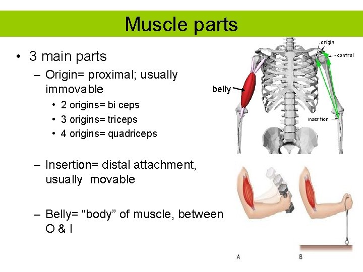 Muscle parts • 3 main parts – Origin= proximal; usually immovable belly • 2