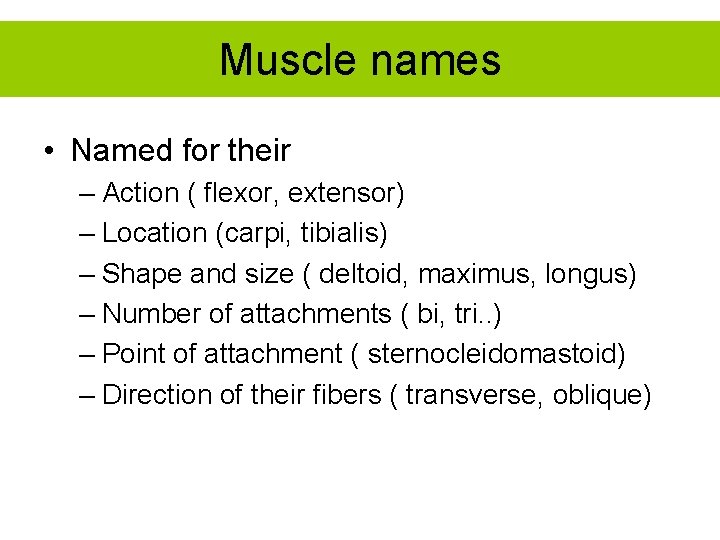 Muscle names • Named for their – Action ( flexor, extensor) – Location (carpi,