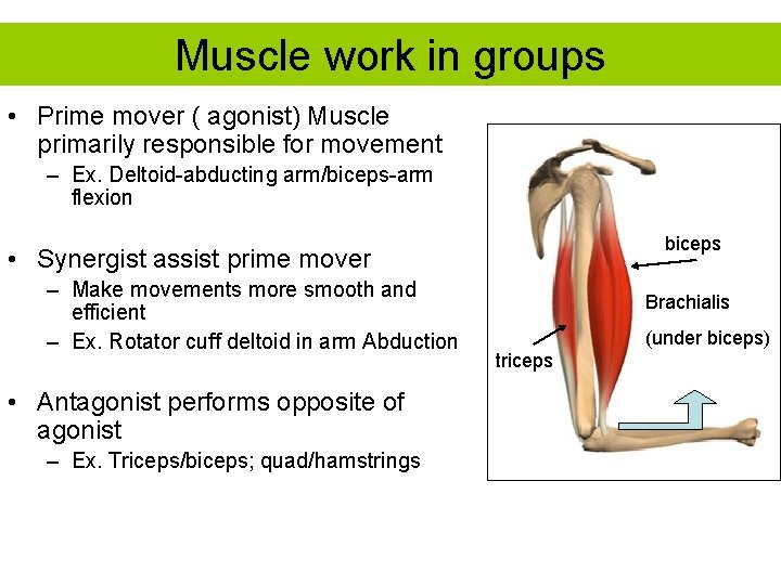 Muscle work in groups • Prime mover ( agonist) Muscle primarily responsible for movement