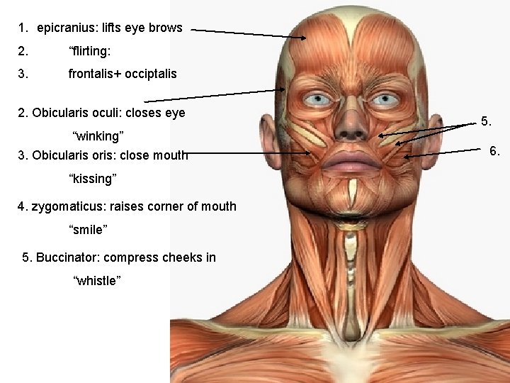1. epicranius: lifts eye brows 2. “flirting: 3. frontalis+ occiptalis 2. Obicularis oculi: closes