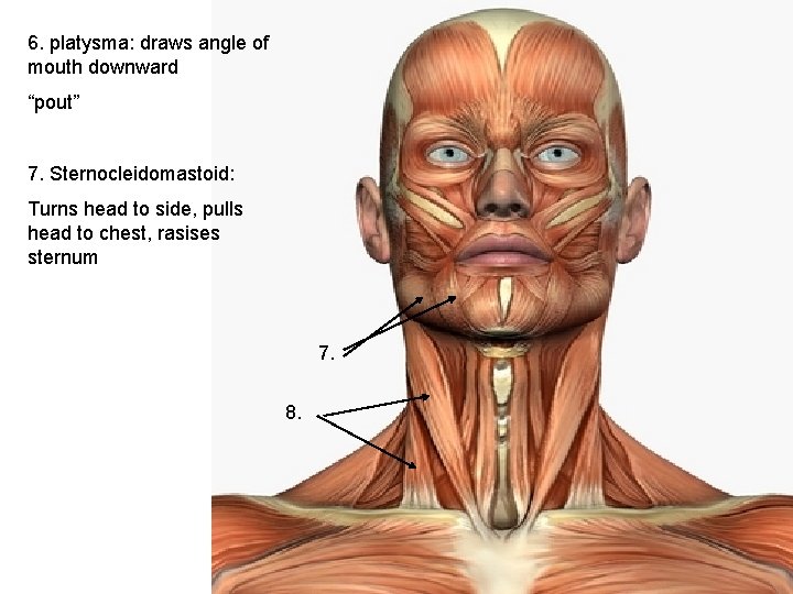 6. platysma: draws angle of mouth downward “pout” 7. Sternocleidomastoid: Turns head to side,