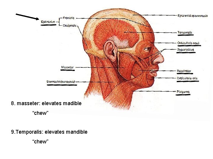 8. masseter: elevates madible “chew” 9. Temporalis: elevates mandible “chew” 