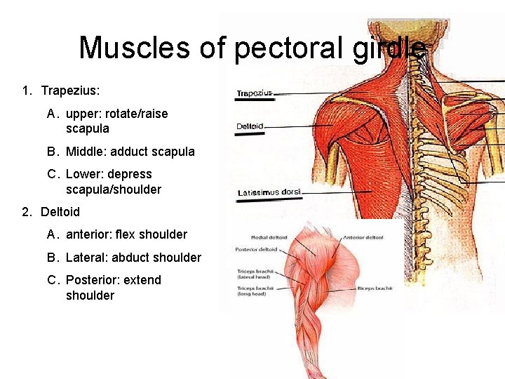 Muscles of pectoral girdle 1. Trapezius: A. upper: rotate/raise scapula B. Middle: adduct scapula