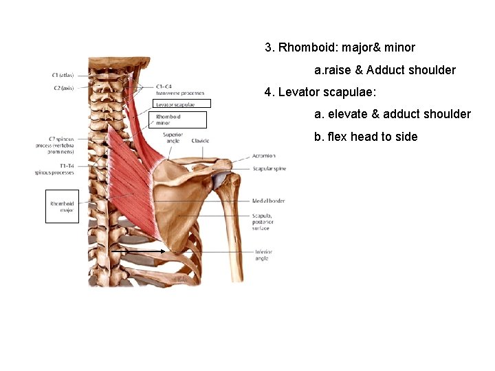 3. Rhomboid: major& minor a. raise & Adduct shoulder 4. Levator scapulae: a. elevate