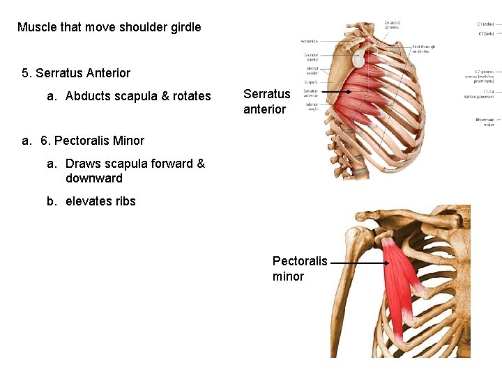Muscle that move shoulder girdle 5. Serratus Anterior a. Abducts scapula & rotates Serratus
