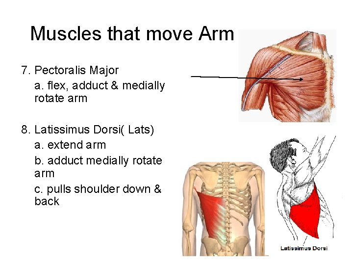 Muscles that move Arm 7. Pectoralis Major a. flex, adduct & medially rotate arm