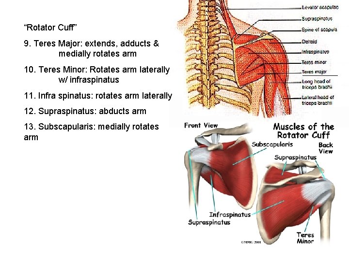 “Rotator Cuff” 9. Teres Major: extends, adducts & medially rotates arm 10. Teres Minor: