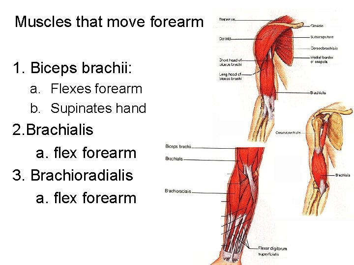 Muscles that move forearm 1. Biceps brachii: a. Flexes forearm b. Supinates hand 2.
