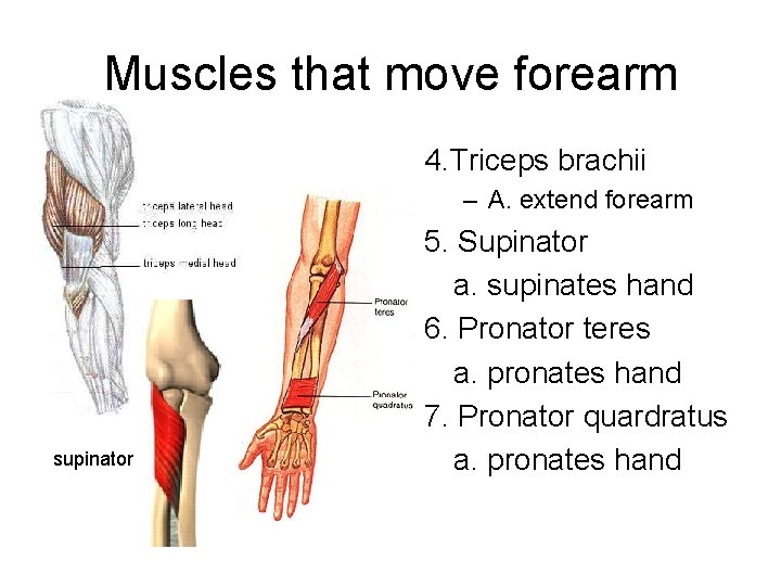 Muscles that move forearm 4. Triceps brachii – A. extend forearm supinator 5. Supinator