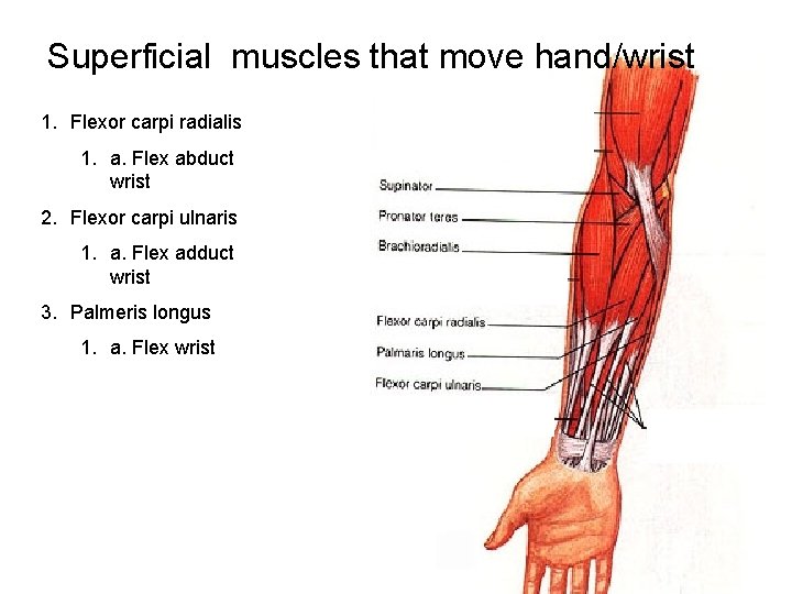 Superficial muscles that move hand/wrist 1. Flexor carpi radialis 1. a. Flex abduct wrist