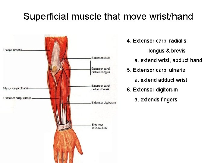 Superficial muscle that move wrist/hand 4. Extensor carpi radialis longus & brevis a. extend