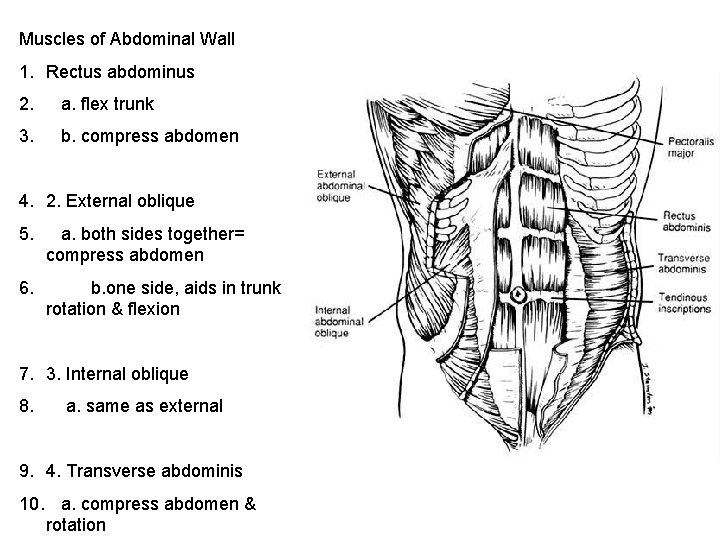 Muscles of Abdominal Wall 1. Rectus abdominus 2. a. flex trunk 3. b. compress
