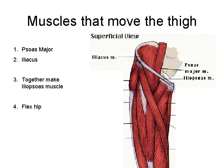 Muscles that move thigh 1. Psoas Major 2. Iliacus 3. Together make Iliopsoas muscle