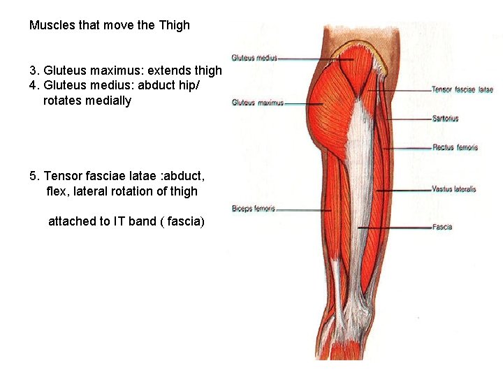 Muscles that move the Thigh 3. Gluteus maximus: extends thigh 4. Gluteus medius: abduct