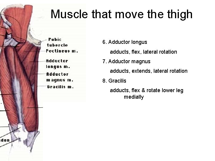 Muscle that move thigh 6. Adductor longus adducts, flex, lateral rotation 7. Adductor magnus