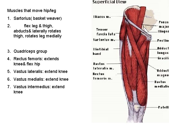 Muscles that move hip/leg 1. Sartorius( basket weaver) 2. flex leg & thigh, abducts&