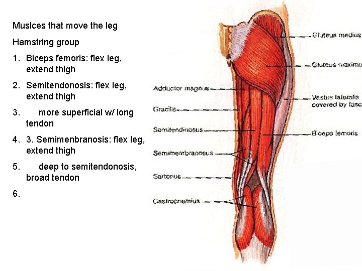 Muslces that move the leg Hamstring group 1. Biceps femoris: flex leg, extend thigh
