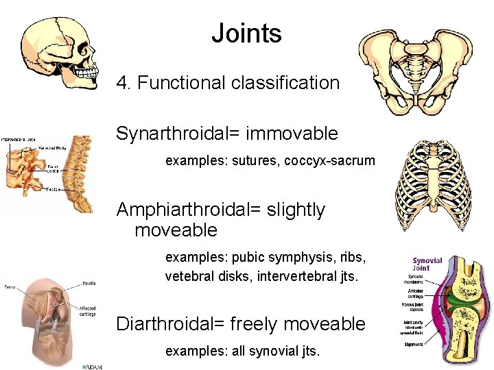Joints 4. Functional classification Synarthroidal= immovable examples: sutures, coccyx-sacrum Amphiarthroidal= slightly moveable examples: pubic