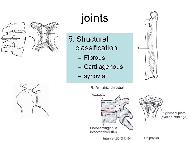 joints 5. Structural classification – Fibrous – Cartilagenous – synovial 