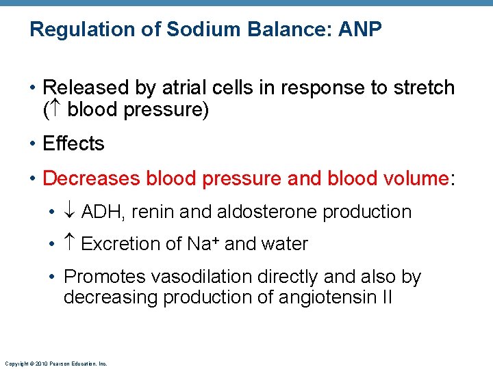 Regulation of Sodium Balance: ANP • Released by atrial cells in response to stretch