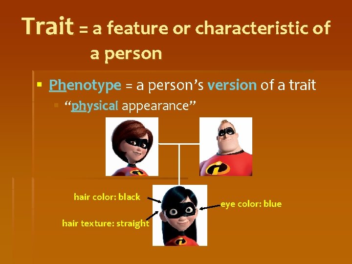 Trait = a feature or characteristic of a person § Phenotype = a person’s