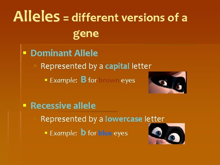 Alleles = different versions of a gene § Dominant Allele § Represented by a