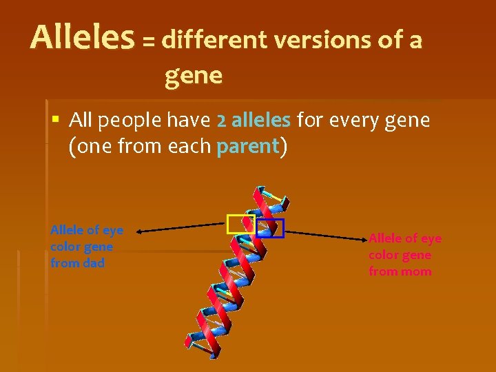 Alleles = different versions of a gene § All people have 2 alleles for