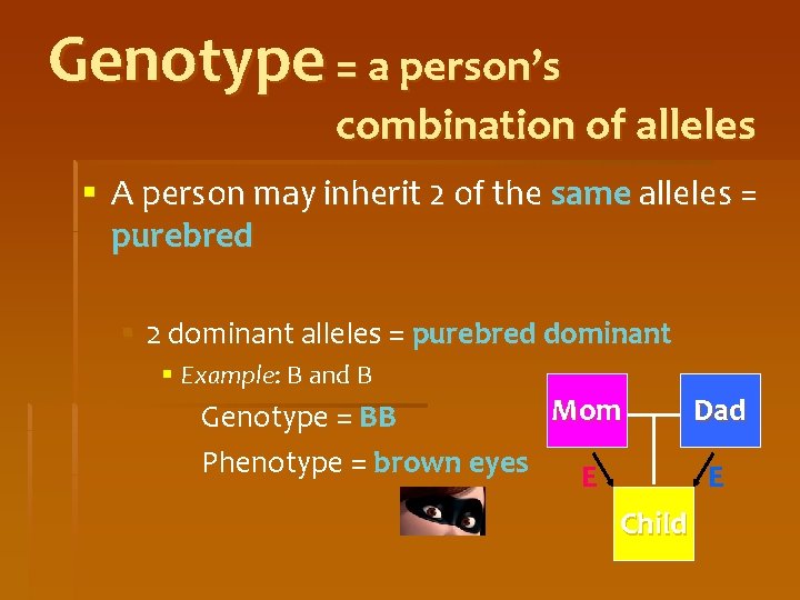 Genotype = a person’s combination of alleles § A person may inherit 2 of