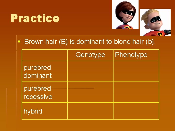 Practice § Brown hair (B) is dominant to blond hair (b). Genotype purebred dominant