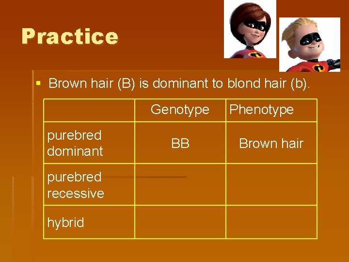 Practice § Brown hair (B) is dominant to blond hair (b). Genotype purebred dominant