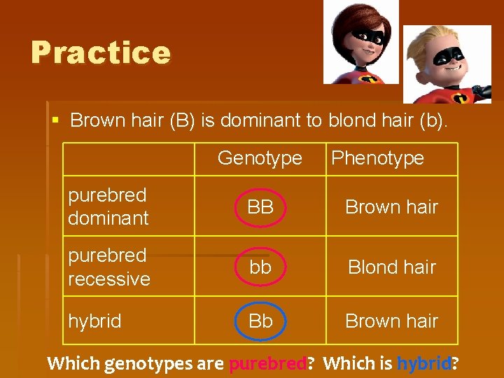 Practice § Brown hair (B) is dominant to blond hair (b). Genotype Phenotype purebred
