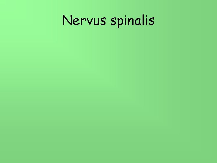 Nervus spinalis 