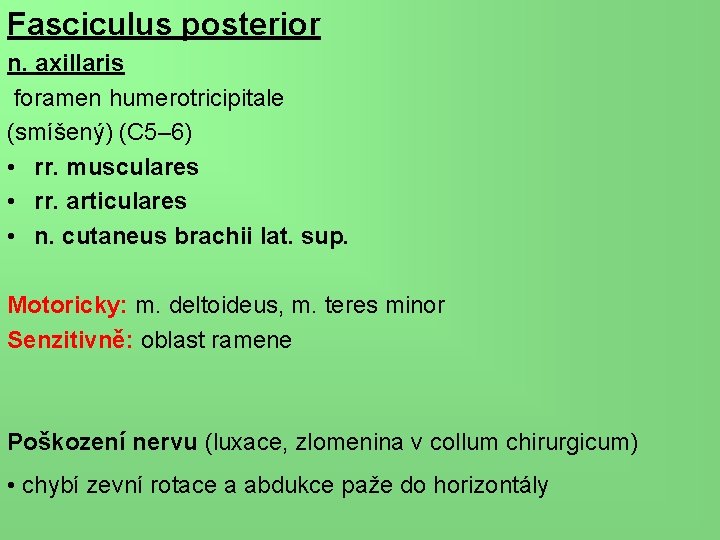 Fasciculus posterior n. axillaris foramen humerotricipitale (smíšený) (C 5– 6) • rr. musculares •
