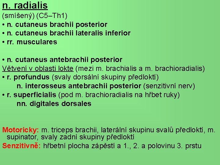 n. radialis (smíšený) (C 5–Th 1) • n. cutaneus brachii posterior • n. cutaneus