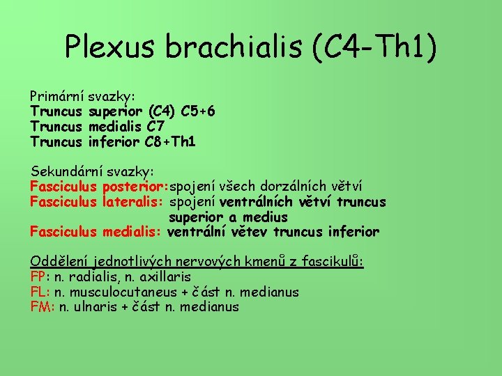 Plexus brachialis (C 4 -Th 1) Primární svazky: Truncus superior (C 4) C 5+6