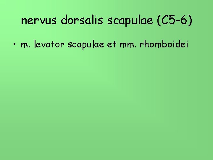 nervus dorsalis scapulae (C 5 -6) • m. levator scapulae et mm. rhomboidei 