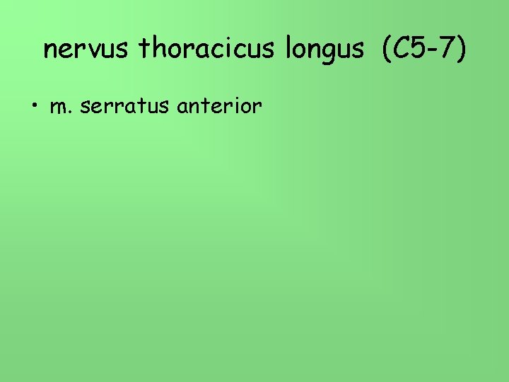 nervus thoracicus longus (C 5 -7) • m. serratus anterior 
