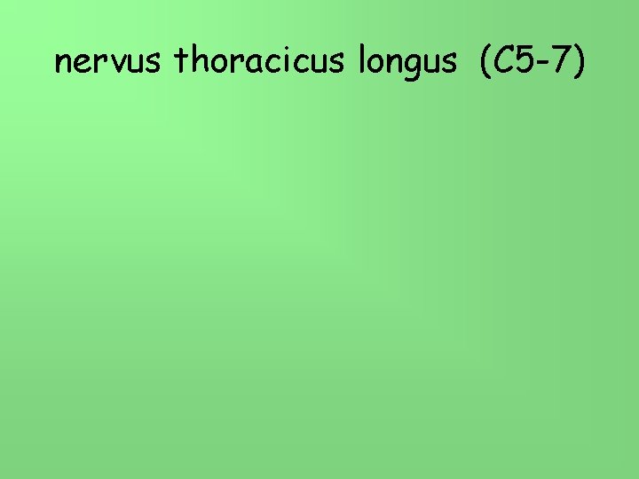 nervus thoracicus longus (C 5 -7) 