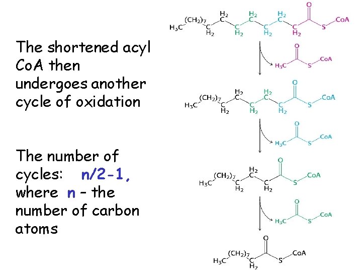 The shortened acyl Co. A then undergoes another cycle of oxidation The number of