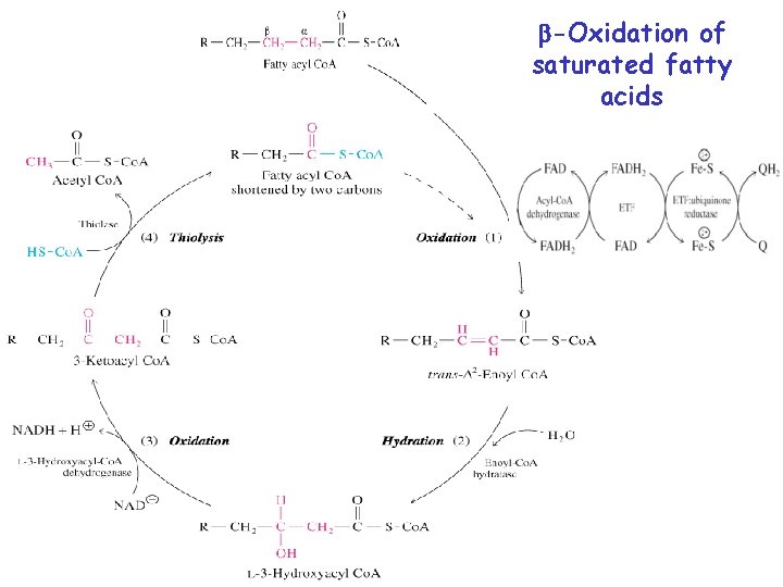 b-Oxidation of Fatty acyl Co. A saturated fatty acids 