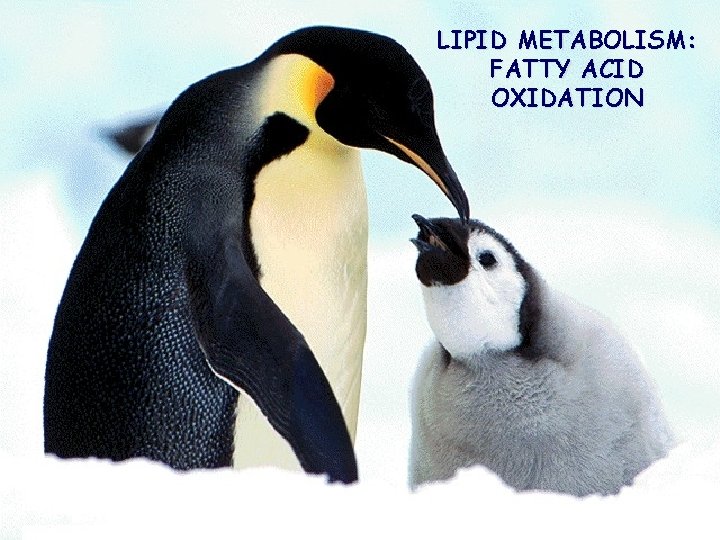 LIPID METABOLISM: FATTY ACID OXIDATION 