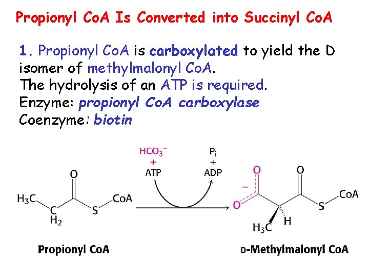 Propionyl Co. A Is Converted into Succinyl Co. A 1. Propionyl Co. A is