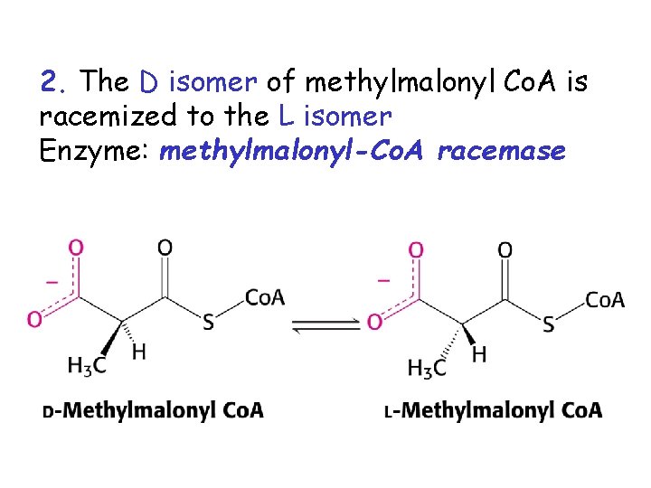 2. The D isomer of methylmalonyl Co. A is racemized to the L isomer