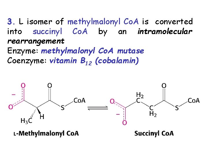 3. L isomer of methylmalonyl Co. A is converted into succinyl Co. A by