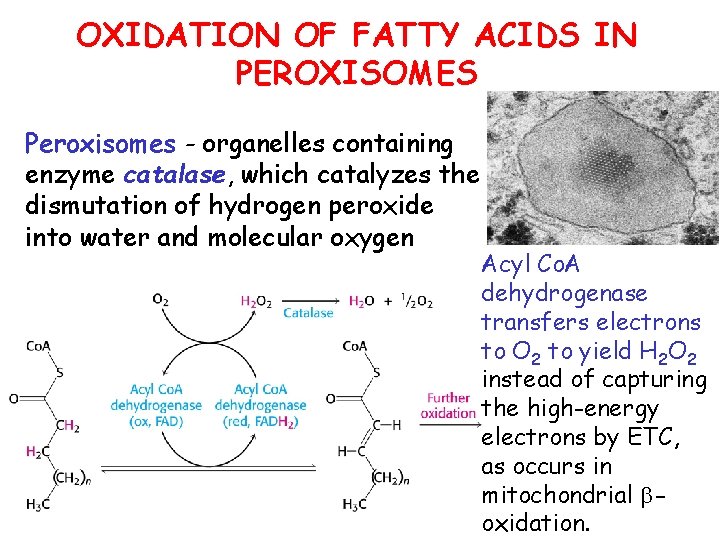 OXIDATION OF FATTY ACIDS IN PEROXISOMES Peroxisomes - organelles containing enzyme catalase, which catalyzes