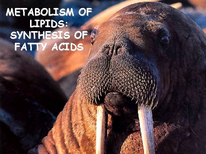 METABOLISM OF LIPIDS: SYNTHESIS OF FATTY ACIDS 